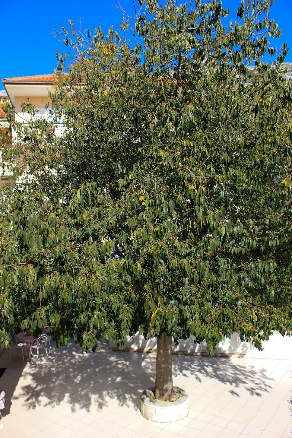 Apartments Pino Makarska Dış mekan fotoğraf